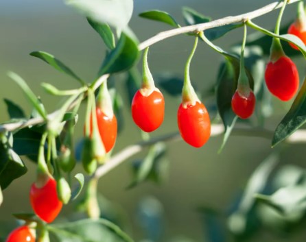 Goji Berry