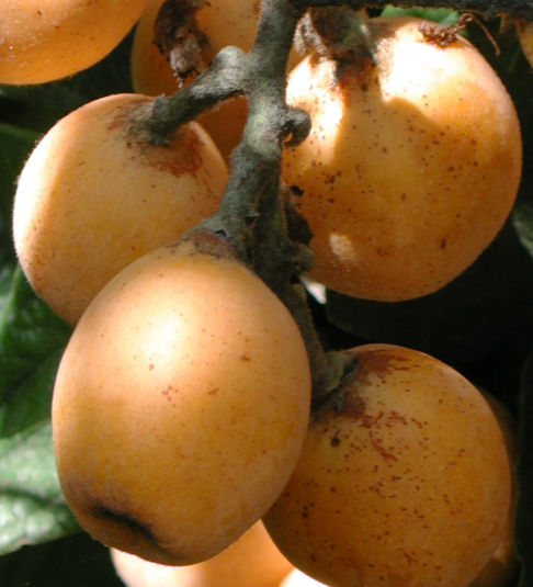 Loquat Golden Nugget Tree