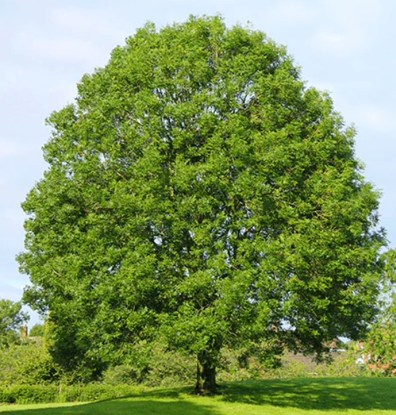 Green Ash Tree