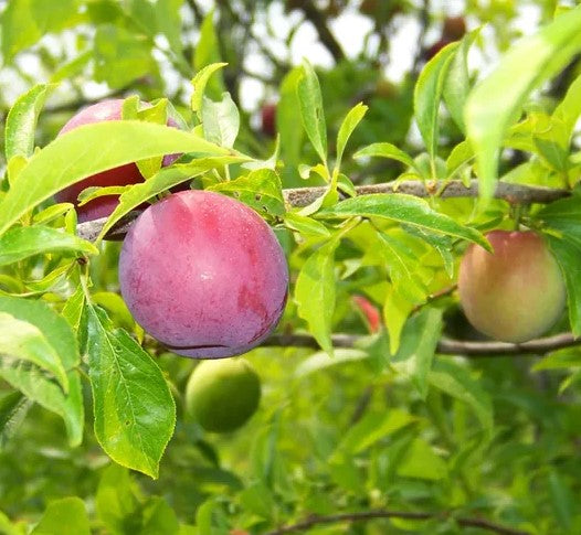 Gulf Beauty Plum