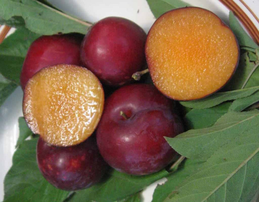 Gulf Blaze Plum