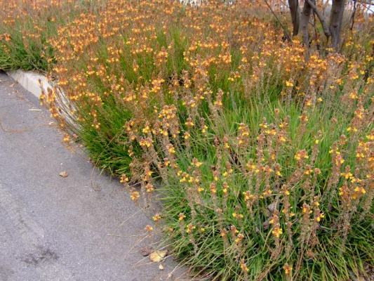 Bulbine 'Hallmark'