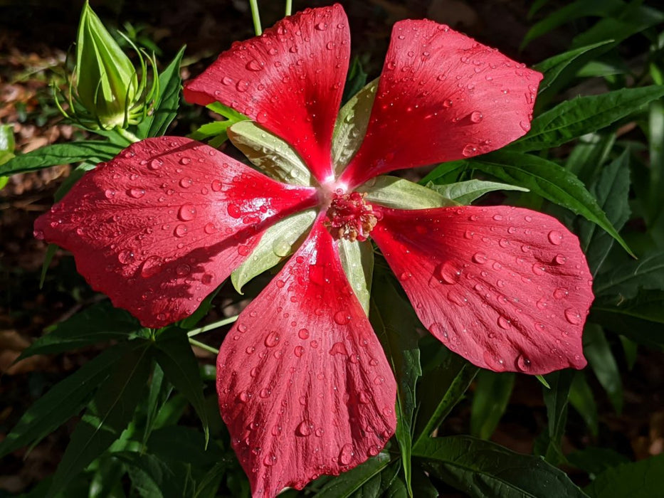 Scarlet Hibiscus