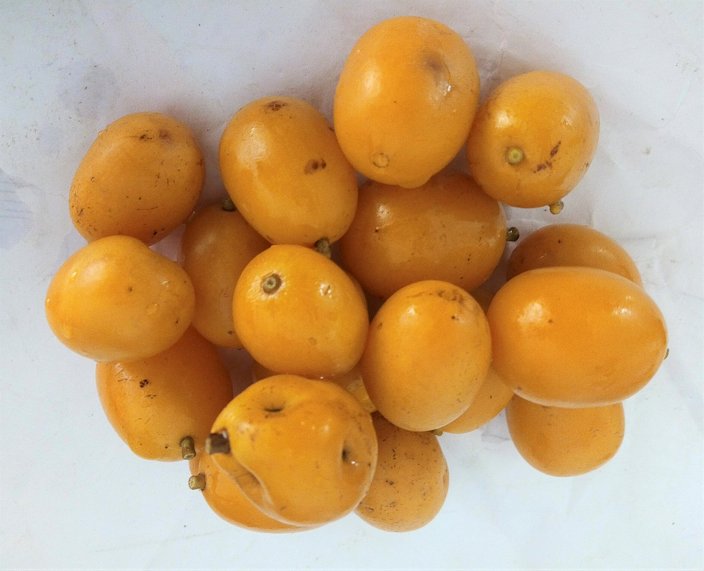 Yellow Hog Plum