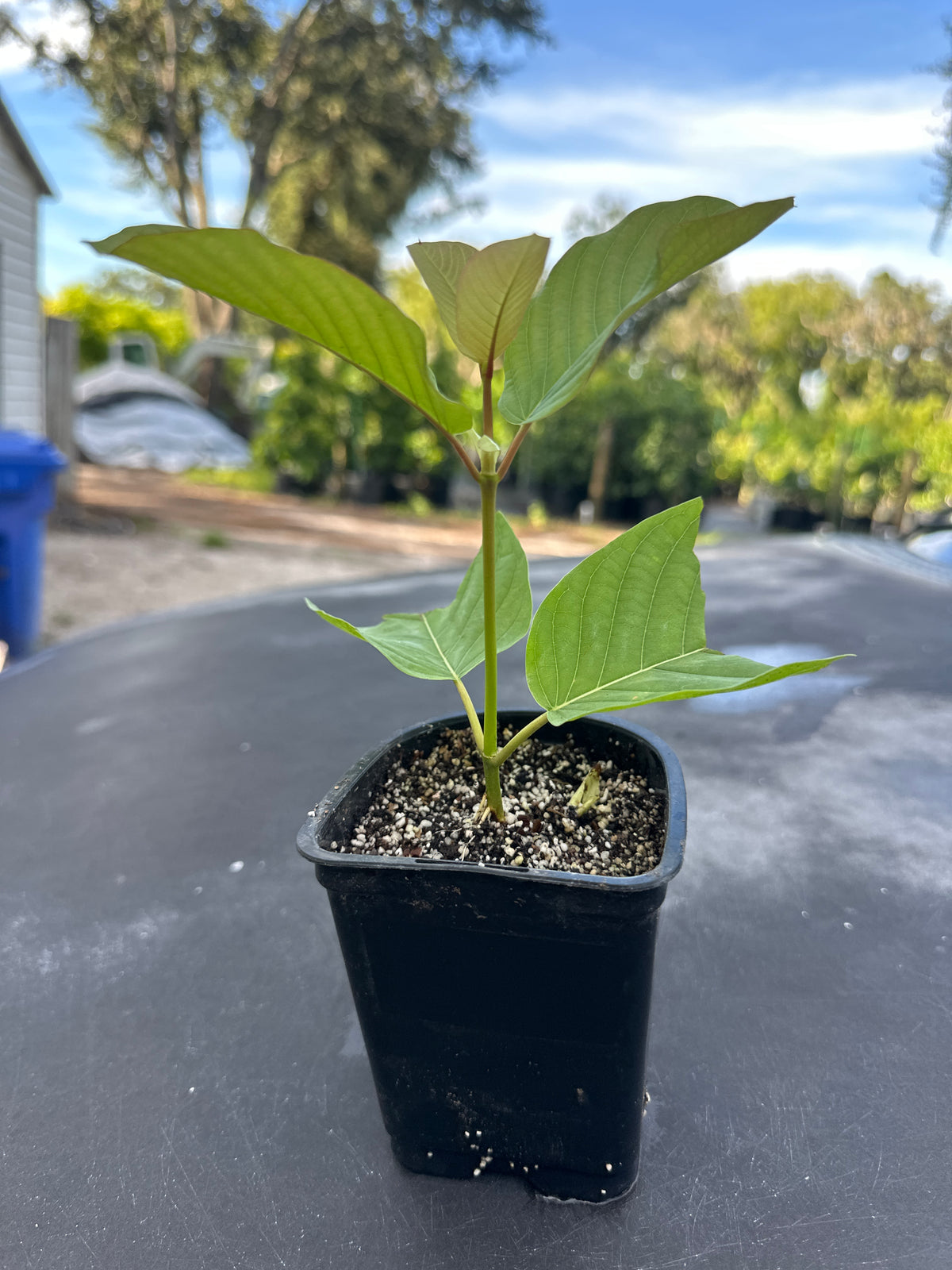 Kratom Seedling For Sale — Jolly Green Nursery