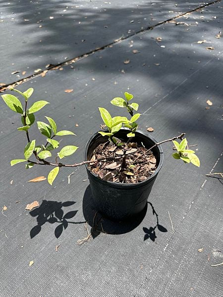 Confederate Jasmine- Variegated