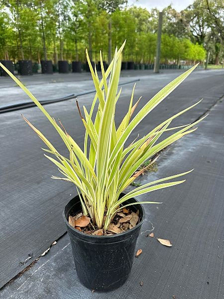 dianella flax lily flower Dianella Flax Lily — Jolly Green Nursery