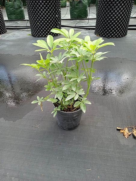 schefflera arboricola growth rate Dwarf Umbrella Tree — Jolly Green Nursery