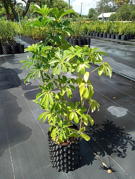 Dwarf Umbrella Tree