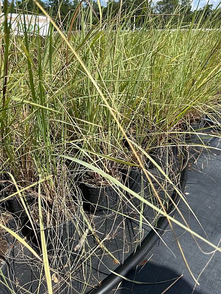 Fakahatchee Grass-Dwarf