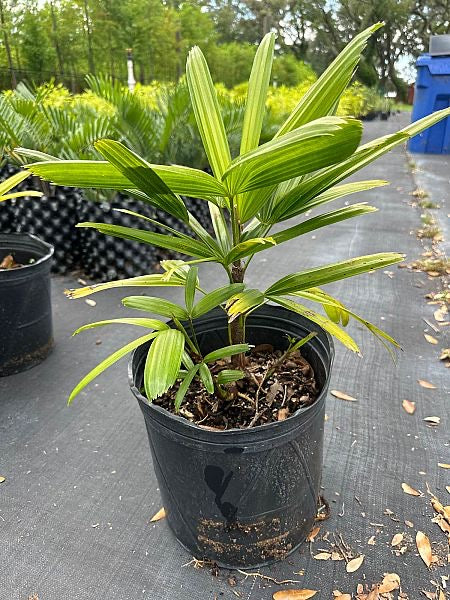 Lady Palm Ranch Shop Rhapis Palm Trees At Moon Valley Nurseries