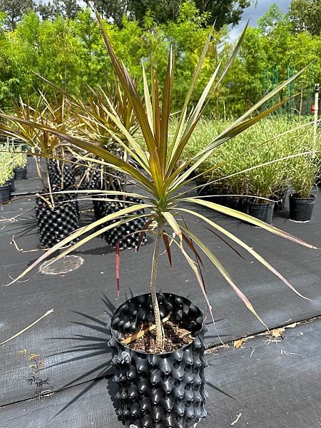 dracaena marginata magenta madagascar dragon tree Magenta Madagascar Dragon Tree — Jolly Green Nursery