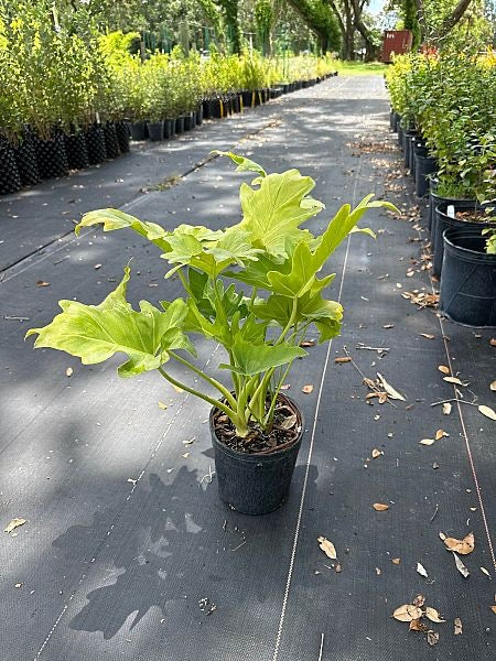 repotting philodendron xanadu Philodendron-Xanadu — Jolly Green Nursery