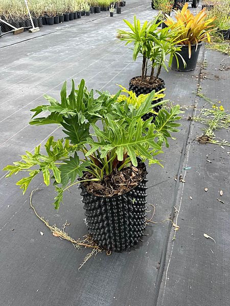 xanadu house plant Philodendron-Xanadu — Jolly Green Nursery