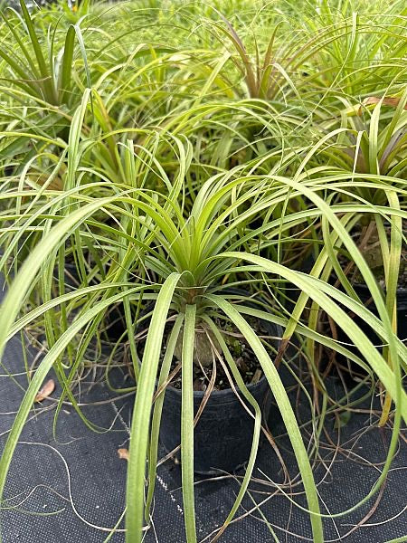 Ponytail Palm