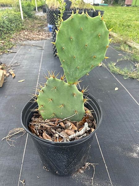 Prickly Pear Cactus