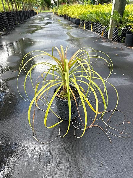 Ponytail Palm