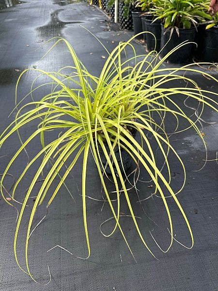 Ponytail Palm