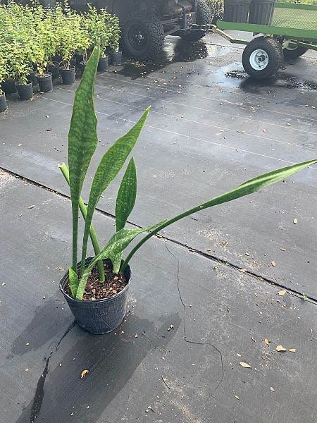 snake plants sale Snake Plant
