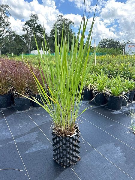 Fakahatchee Grass