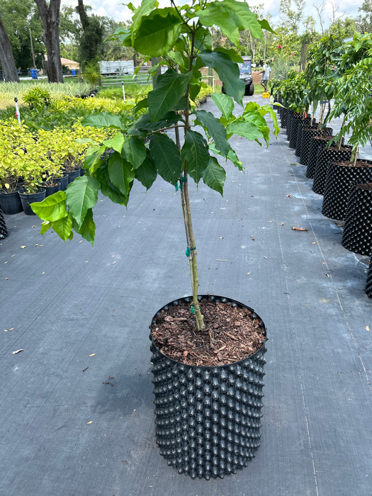 Peanut Butter Fruit Tree