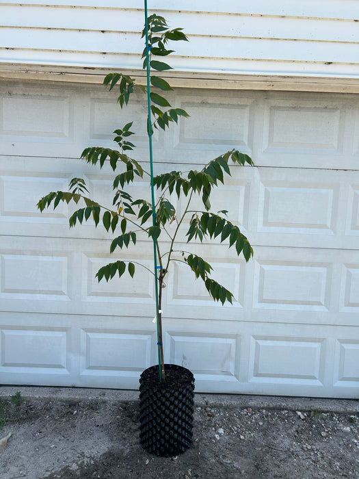 Strawberry Tree