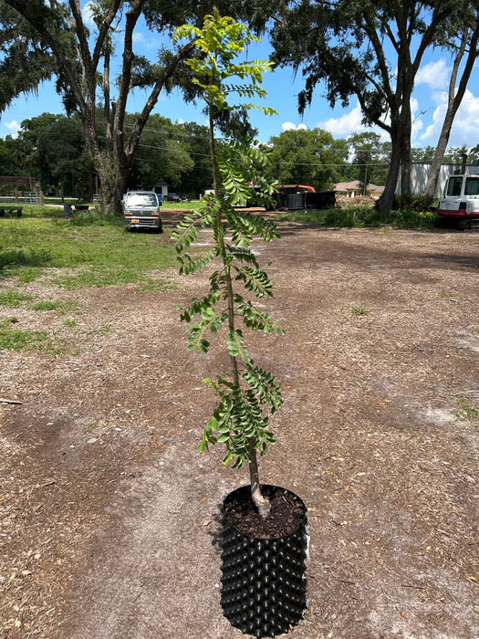 Manzano Red Hog Plum