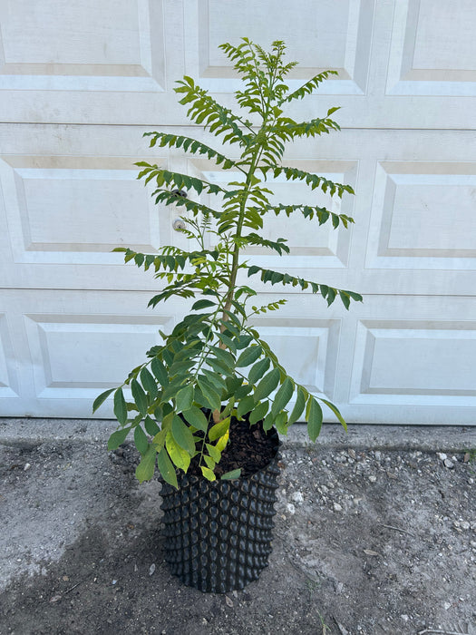 Yellow Hog Plum