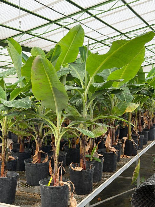 Banana-Dwarf Cavendish