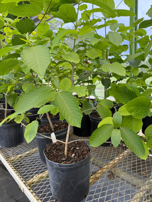 Kratom Seedling For Sale — Jolly Green Nursery