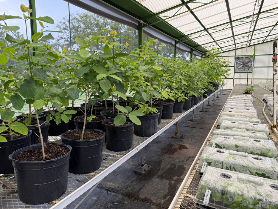Kratom Seedling For Sale
