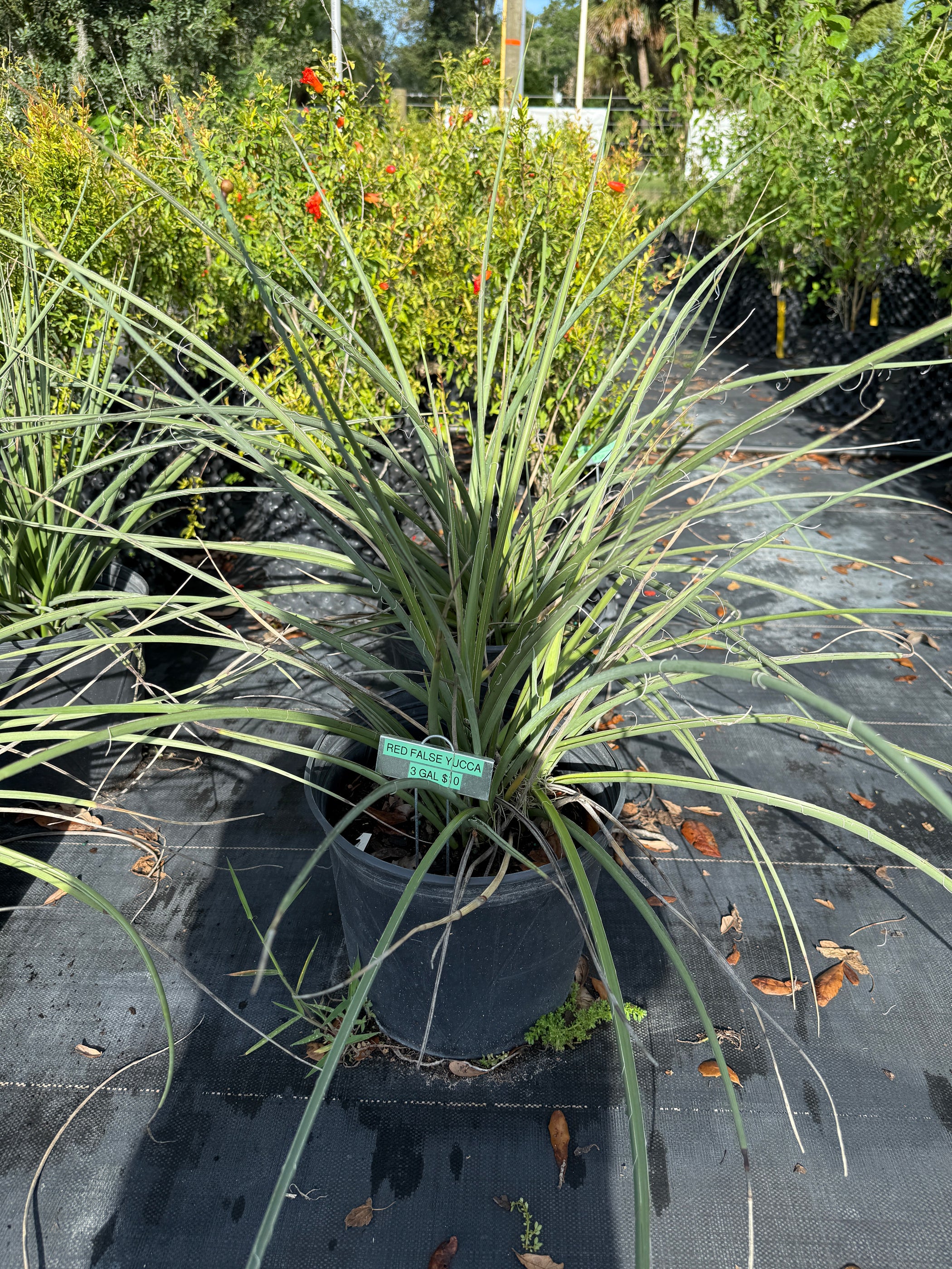 Red False Yucca Red Yucca — Jolly Green Nursery