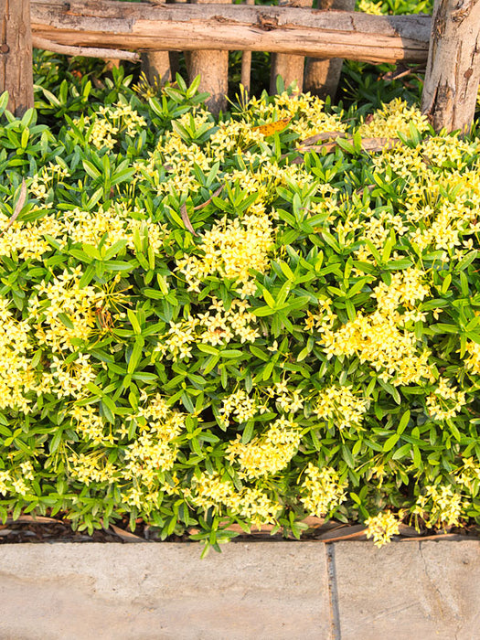 Ixora coccinea Maui Yellow / Flame Woods