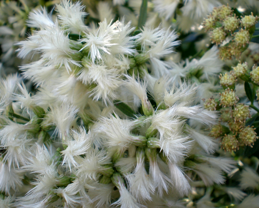 Eastern Baccharis / Groundsel Tree