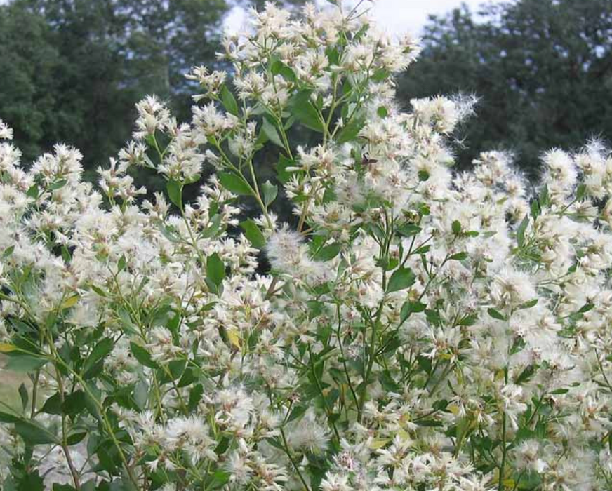 Eastern Baccharis / Groundsel Tree