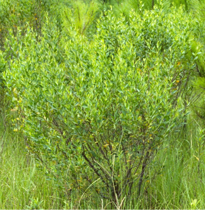 Eastern Baccharis / Groundsel Tree