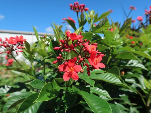 Jatropha