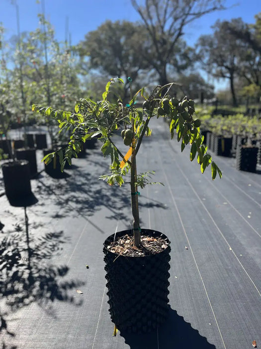June Plum Dwarf Tree