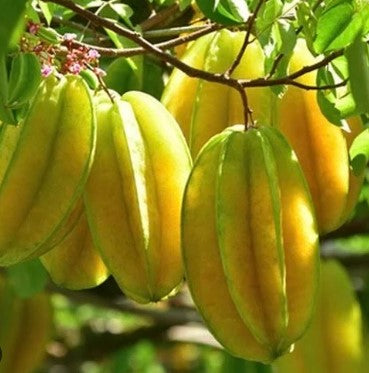 Carambola Kari Tree — Jolly Green Nursery