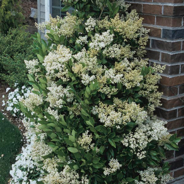 Japanese Privet