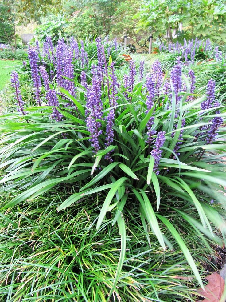 fertilizer for liriope plants Liriope Super Blue