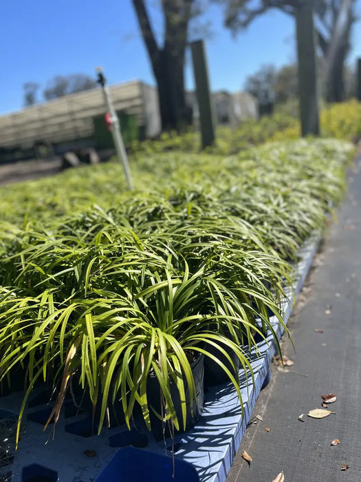 Liriope Emerald Goddess