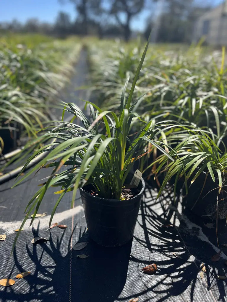 fertilizer for liriope plants Liriope Super Blue — Jolly Green Nursery