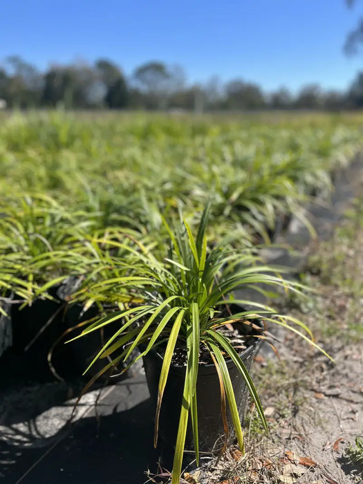 Liriope Super Blue