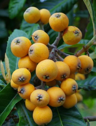 Loquat Christmas Tree
