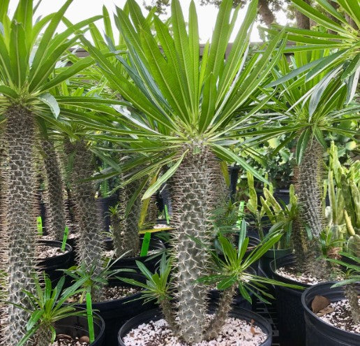 Madagascar Palm