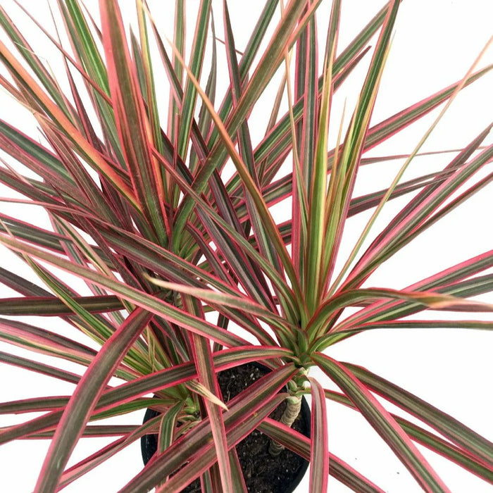 dracaena marginata magenta madagascar dragon tree Magenta Madagascar Dragon Tree
