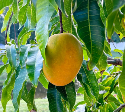 Mango-Fruit Cocktail by Zill's