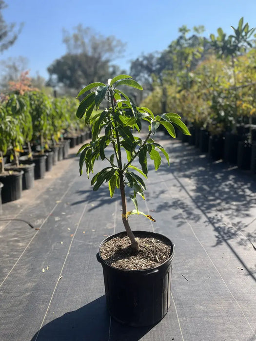 MangoSugar Loaf — Jolly Green Nursery
