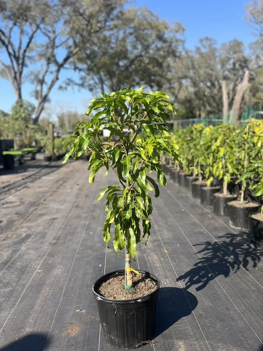 Mango Fruit Cocktail Jolly Green Nursery